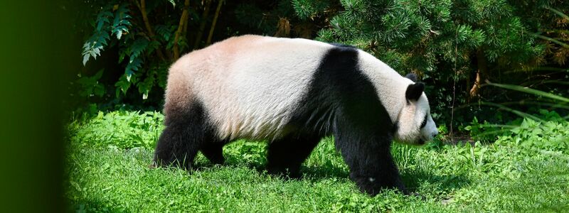 Panda-Vater Jiao Qing streift durch sein Gehege im Berliner Zoo - Foto: Paul Zinken/dpa