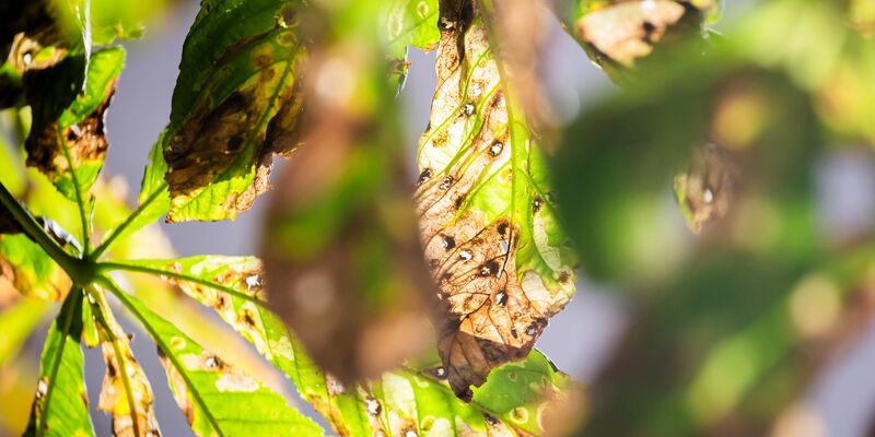 Noch ist der Herbst fern - und doch werfen viele Kastanien schon braune Blätter ab. Schuld ist eine kleine Larve. - Foto: Christoph Soeder/dpa