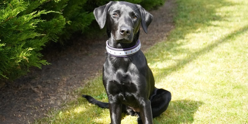 POL-KI: 240827.1 Kiel: Update zur Brandmittelspürhündin Naira - Foto: presseportal.de