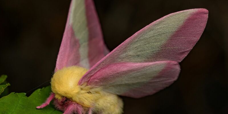 Hübsch sieht der Falter Dryocampa rubicunda mit seinen zarten Farben und der wilden Löwenmähne aus. - Foto: Jeremy Squire/Florida Museum of Natural History/dpa