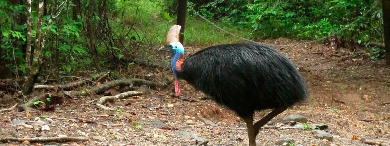 Helmkasuare sind die drittgrößten Vögel der Welt. (Archivbild) - Foto: Wilson Ring/AP/dpa