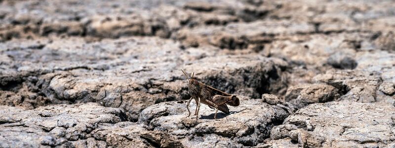 Sogenannter Wasserstress ist eine wachsende Sorge in Europa. - Foto: Giannis Papanikos/AP/dpa