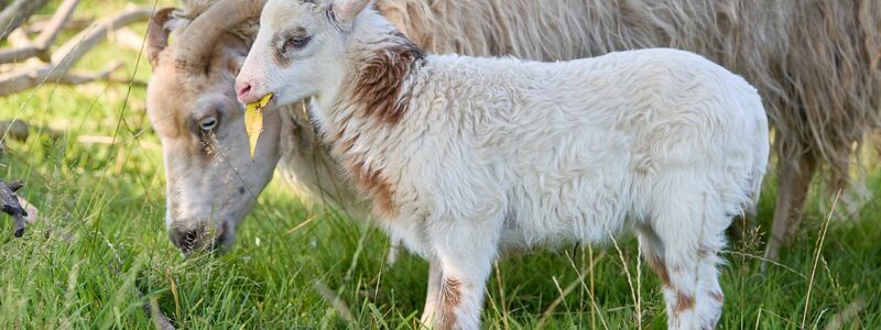 Rund zwei Wochen ist der kleine Schiegenbock nun alt. - Foto: Georg Wendt/dpa