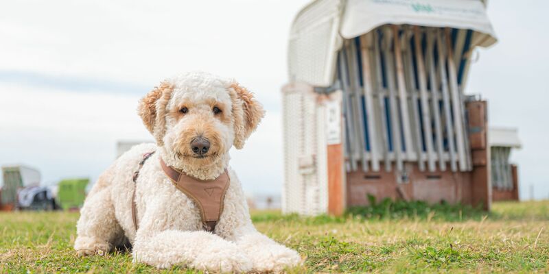 Designerhunde wie der Labradoodle erfreuen sich auch in Deutschland wachsender Beliebtheit. (Archivbild) - Foto: Mohssen Assanimoghaddam/dpa