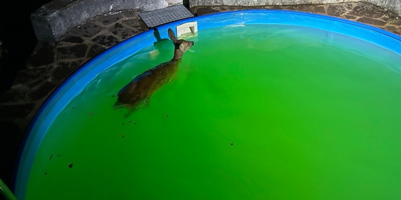POL-PDTR: Ungewöhnliche nächtliche Rettungsaktion -Widerstand konnte nur unter großer Kraftanstrengung gebrochen werden - Foto: presseportal.de