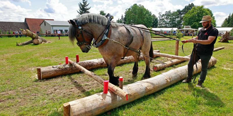 Mensch und Tier müssen beim Holzrücken ein gutes Team sein. Für die diesjährigen Deutschen Meisterschaften haben sich 36 Gespanne qualifizert. Sie finden im Südharz statt. - Foto: Matthias Bein/dpa