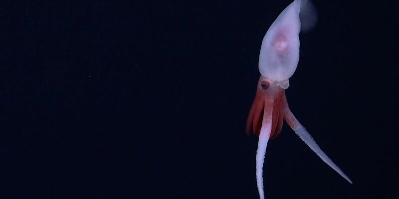 Skurrile Lebensform: Bathyphysa-Staatsquallen werden auch fliegende Spaghettimonster genannt. - Foto: Schmidt Ocean Institute/dpa