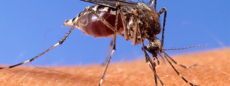 Mit dem West-Nil-Virus übertragen einheimische Mücken seit einigen Jahren einen potenziell tödlichen Erreger. (Archivbild) - Foto: Uncredited/USDA Agricultural Research Service via AP/dpa