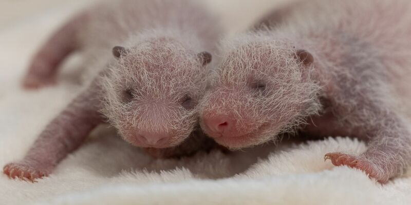 Die Jungtiere sind im Wechsel bei Mutter Meng Meng. - Foto: -/Zoo Berlin/dpa