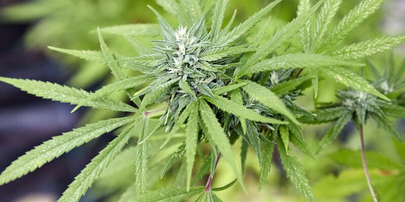 Genehmigte Vereine können Cannabis in größerem Stil anbauen. (Archivbild) - Foto: Georg Wendt/dpa