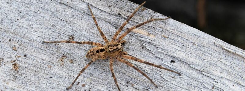 Die Nosferatu-Spinne ist inzwischen in fast ganz Deutschland verbreitet. (Archivbild) - Foto: Robert Pfeifle/ NABU /dpa