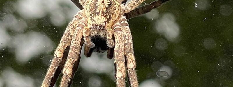 Die Nosferatu-Spinne beist in Ausnahmefällen. (Archivbild) - Foto: Thomas Lutz/dpa