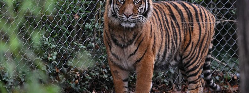 In dem Freizeitpark leben Sumatra-Tiger und Bengalische Tiger. (Symbolbild) - Foto: Arne Dedert/dpa