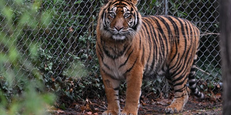Sumatra-Tiger kommen nur auf der gleichnamigen Insel vor, aber es werden immer weniger. (Archivbild) - Foto: Arne Dedert/dpa