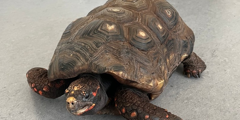 POL-MK: Alte Schildkröte im Pappkarton auf Parkplatz ausgesetzt - Foto: presseportal.de