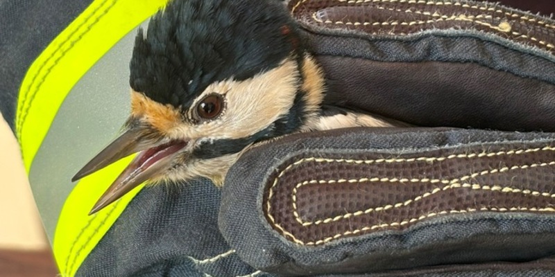 FW-M: Specht hängt fest (Neuperlach) - Foto: presseportal.de