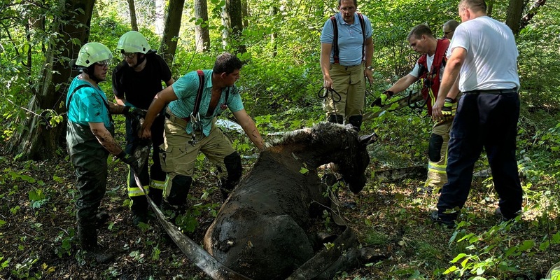 FF Goch: Feuerwehr rettet Pferd aus Morast - Foto: presseportal.de