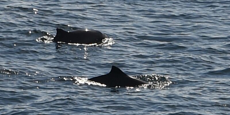 Eigentlich leben Schweinswale im Meer. (Symbolbild) - Foto: Carsten Rehder/dpa