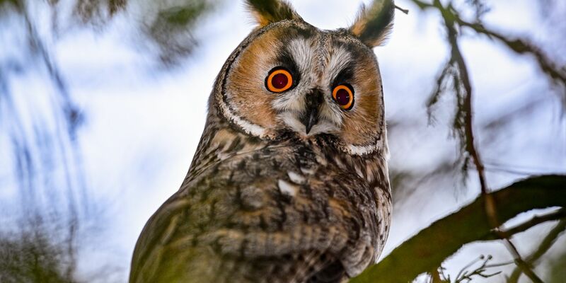 Die Waldohreule jagt Mäuse - und nähert sich ihnen geräuschlos. - Foto: Patrick Pleul/dpa