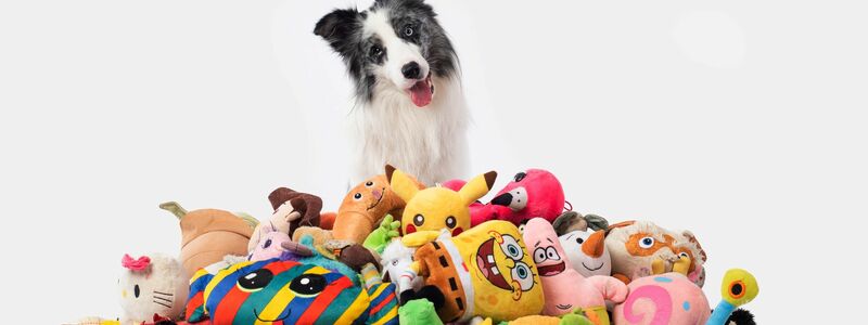 Border Collie Max nahm an einer Studie mit Spielzeug teil. Auch nach zwei Jahren erinnerte er sich noch an die Begriffe. - Foto: Cooper Photo//Genius Dog Challenge/dpa