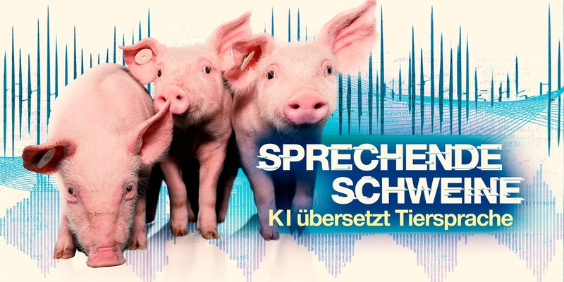 Dokumentation Sprechende Schweine - KI entschlüsselt Tiersprache: weltweit erstmals Schweinelaute aus verschiedenen Haltungsformen übersetzt und ausgewertet - Foto: presseportal.de