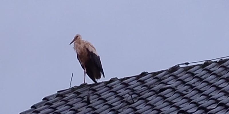 FW-Schermbeck: Tier in Not - Foto: presseportal.de