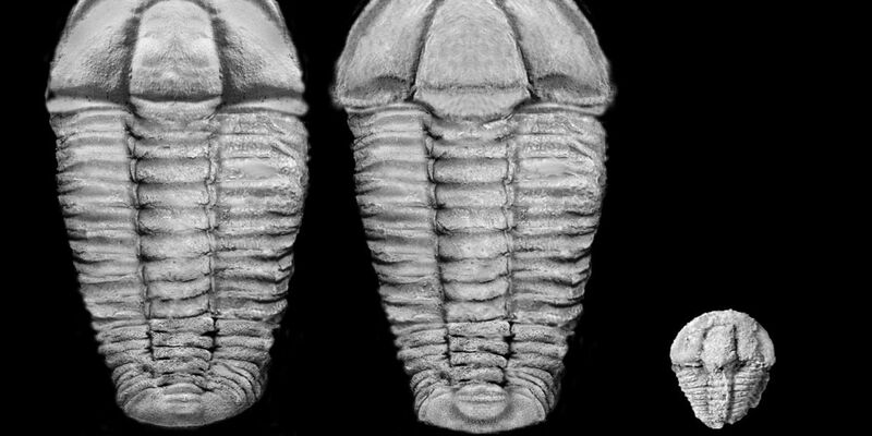 Nach den Bilderbuch-Figuren Max und Moritz wurden die neu entdeckten fossilen Arten benannt. - Foto: LfU/dpa