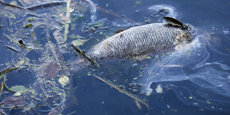 «An einigen Stellen der Bucht gibt es im Moment kein Leben mehr, unsere Fische sind durch Sauerstoffmangel gestorben.» (Archivbild) - Foto: Bodo Marks/dpa