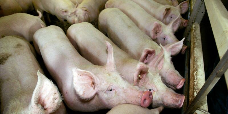 Auch 2023 wurde in der Masttierhaltung teils viel Antibiotika eingesetzt. (Symbolbild) - Foto: picture alliance / dpa