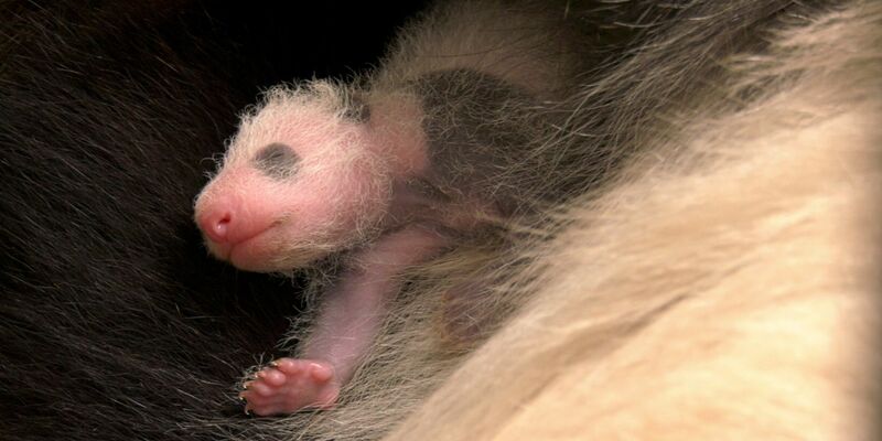 Für Zoo-Besucher ist der Nachwuchs nach wie vor nicht zu sehen. - Foto: -/Zoo Berlin/dpa