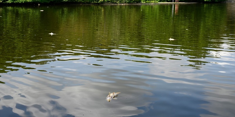 FW-M: Fischsterben im Westparksee (Westpark) - Foto: presseportal.de