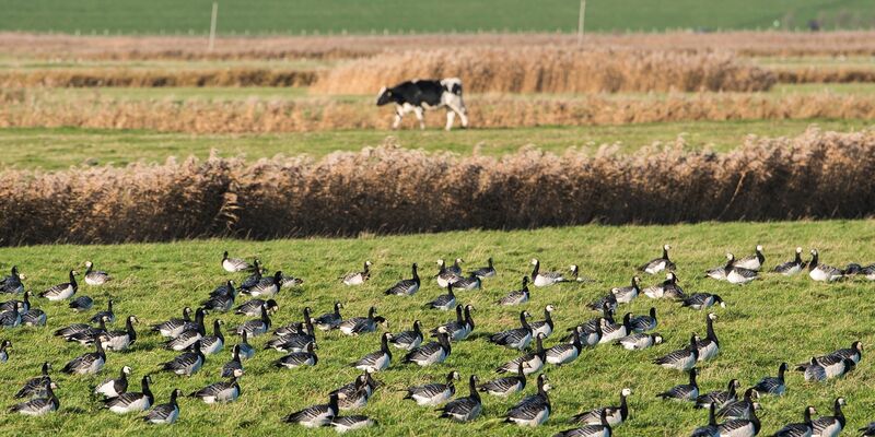 DIe Vogelgrippe hat sich weltweit ausgebreitet. (Archivbild) - Foto: Daniel Bockwoldt/dpa