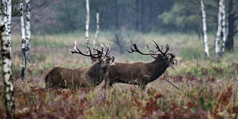 Start des Naturfilmkinos in der Botschaft der Wildtiere in Hamburg - einmal im Monat mit NDR Produktionen - Foto: presseportal.de