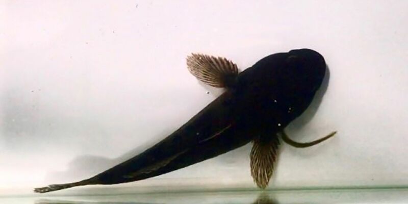 Verschluckt und schon im Magen: Manche Aale überleben das, indem sie den Rückwärtsgang einlegen. - Foto: Yuha Hasegawa and Yuuki Kawabata/ Nagasaki University/dpa