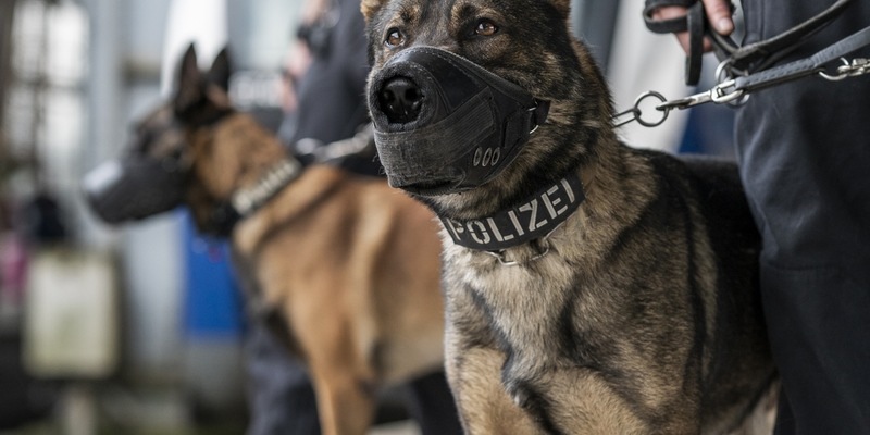 BPOL-HB: Nicht nur Polizeihunde beweisen guten Spürsinn - Foto: presseportal.de