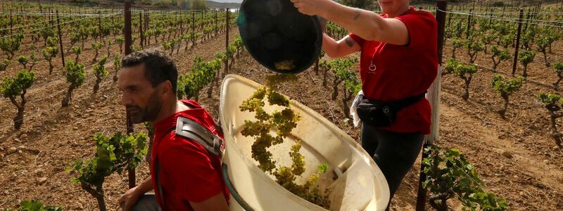 Im Elsass und in Bordeaux findet die Lese bereits früher in der Saison statt als noch vor einigen Jahren. (Archivbild) - Foto: Raymond Roig/AFP/dpa