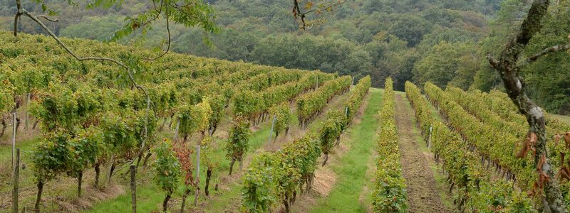 Das Klima in der Weinregion Bordeaux ist auch für fränkische Winzer interessant. (Archivbild) - Foto: Caroline Blumberg/epa/dpa