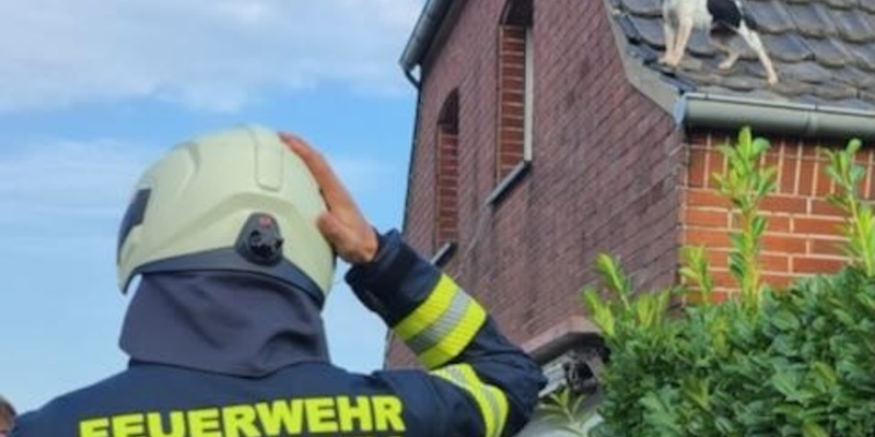 FW Kranenburg: Hund vom Dach gerettet und größeren Wasserschaden verhindert - Foto: presseportal.de