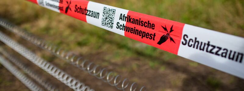 Schutzzäune sollen gegen die Afrikanische Schweinepest helfen (Archivfoto). - Foto: Christoph Schmidt/dpa