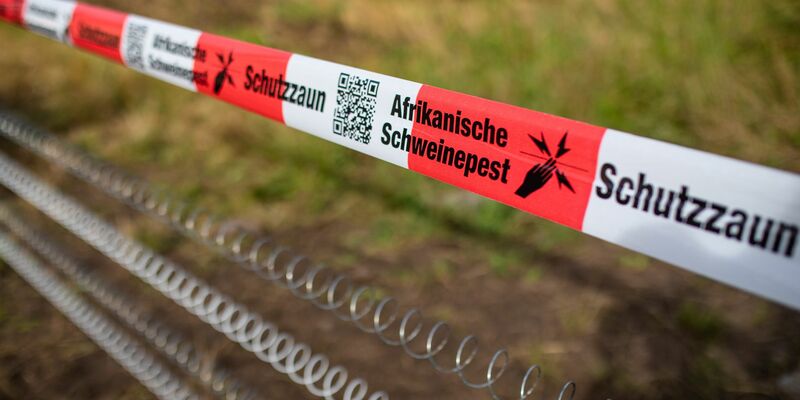 Schutzzäune sollen gegen die Afrikanische Schweinepest helfen (Archivfoto). - Foto: Christoph Schmidt/dpa