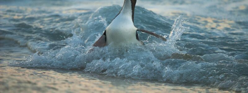 Die Küken sind extrem verletzlich. - Foto: Craig Mckenzie/Forest And Bird/dpa