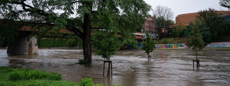 An der Stadtbrücke in Görlitz stehen Bäume im Hochwasser der Neiße. - Foto: Paul Glaser/dpa