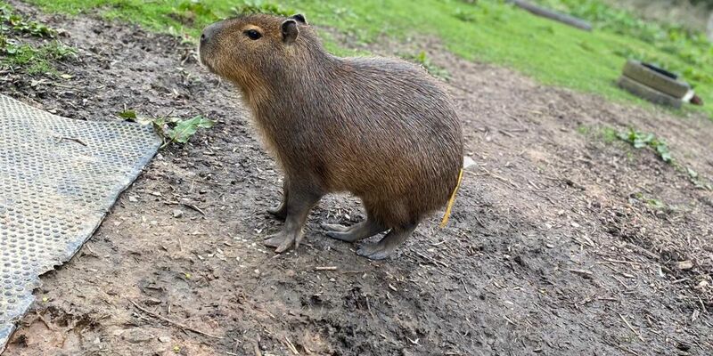Der Zoo bittet in sozialen Medien um Hilfe bei der Suche. - Foto: Hoo Zoo/dpa