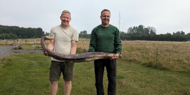 So sieht ein Walpenis aus. - Foto: René Vilsholm/NaturBornholm/dpa