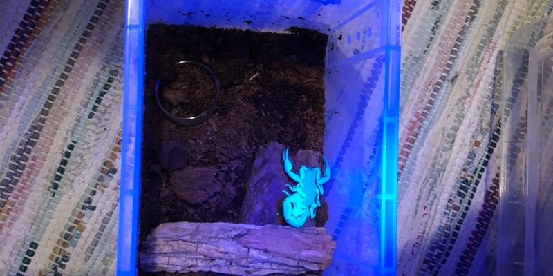 POL-KI: 240918.1 Kiel: Skorpion sorgt für Schockmoment in der Küche - Foto: presseportal.de