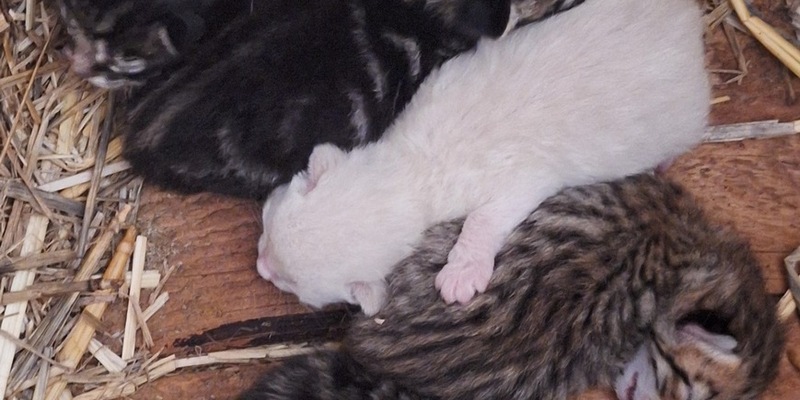 POL-PPMZ: Mainz - Flomborn - junges Katzenbaby aus Anwesen gestohlen - Foto: presseportal.de