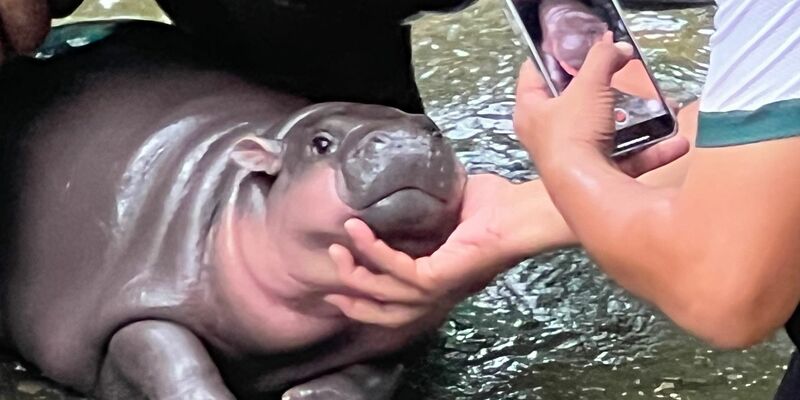 Die witzigen Gesichtsausdrücke sind zu beliebten Memes geworden. - Foto: Carola Frentzen/dpa