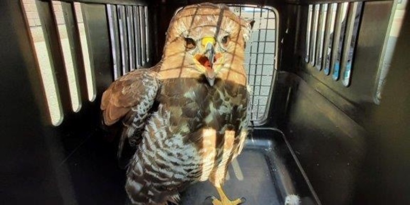 BPOL NRW: Bundespolizei und Feuerwehr retten Mäusebussard Herni - Foto: presseportal.de