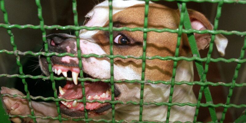 Ein Pitbull hat auf Mallorca seinen eigenen Halter schwer verletzt. Der Deutsche musste in ein Krankenhaus gebracht werden. (Archivbild) - Foto: picture alliance / dpa