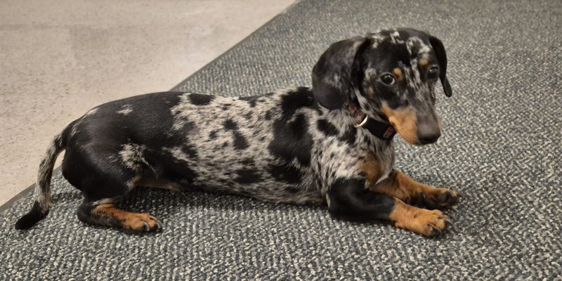 LPI-SHL: Und plötzlich hatten alle nur noch Augen für sie ... - Foto: presseportal.de